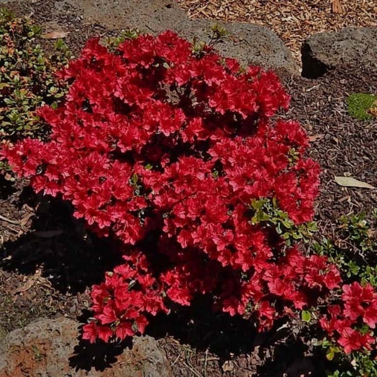Azalea 'Ward's Ruby'