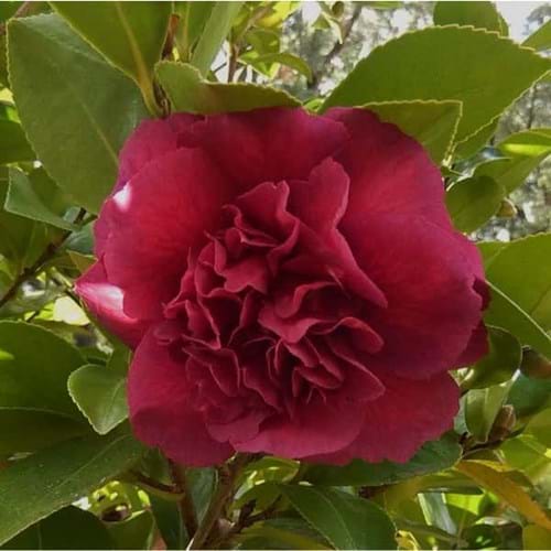 Camellia sasanqua 'Bonanza'