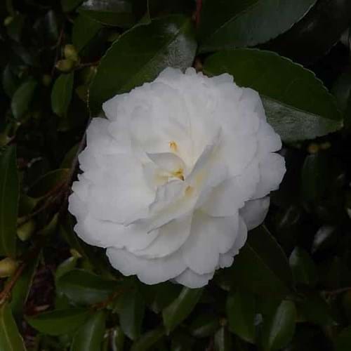 Camellia sasanqua 'Mine no Yuki'