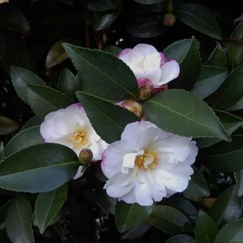 Camellia sasanqua 'Paradise Blush'