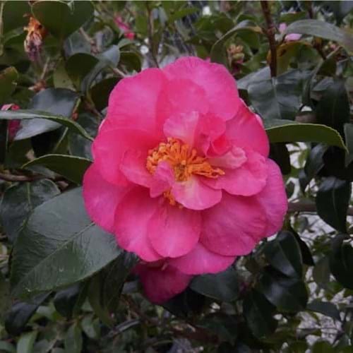 Camellia sasanqua 'Rose Ann'