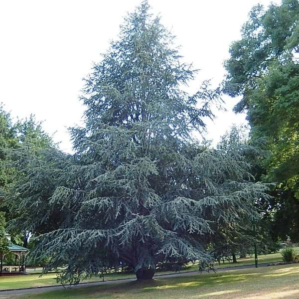 weeping blue atlas cedar weeping blue atlas cedar