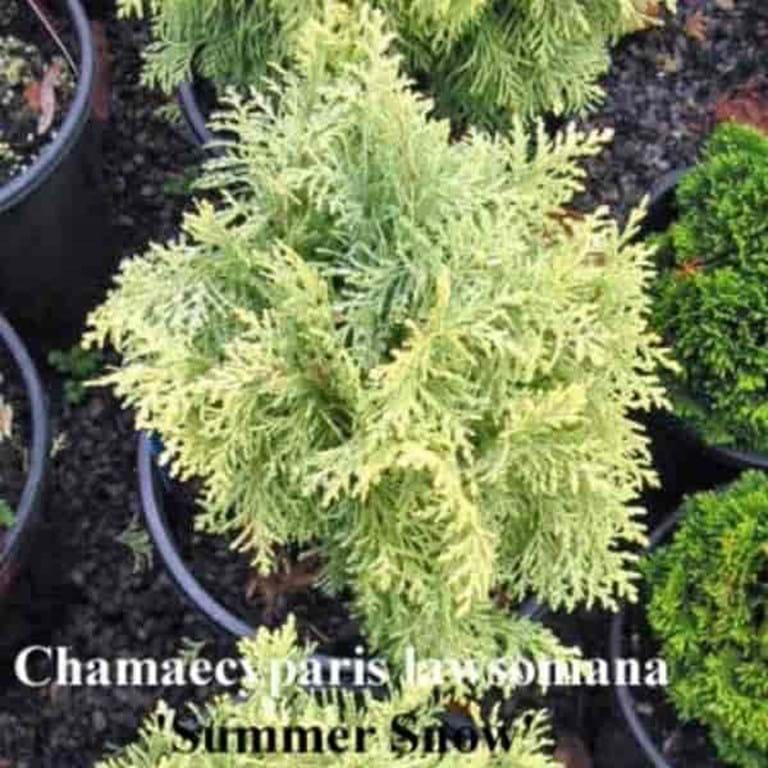 Chamaecyparis lawsoniana ‘Summer Snow’
