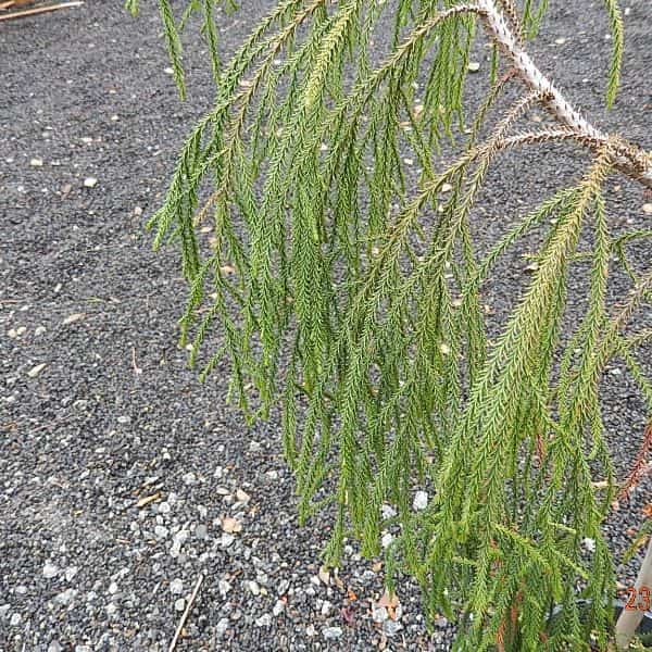 Dacrydium cupressinum Rimu New Zealand Conifer