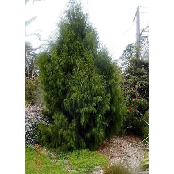 Dacrydium cupressinum Rimu New Zealand Conifer