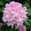 Rhododendron