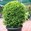 Buxus sempervirens 'Suffruticosa'