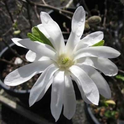 Magnolia stellata