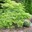 Acer palmatum dissectum Germaines Gyration