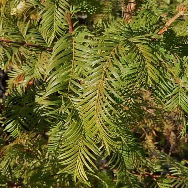 metasequoia glyptostroboides cone metasequoia glyptostroboides cone
