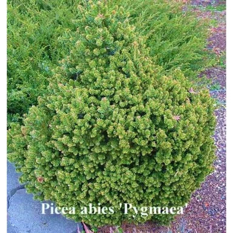 Picea abies 'Pygmaea'