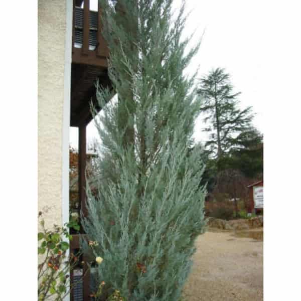 skyrocket juniper height and width skyrocket juniper height and width