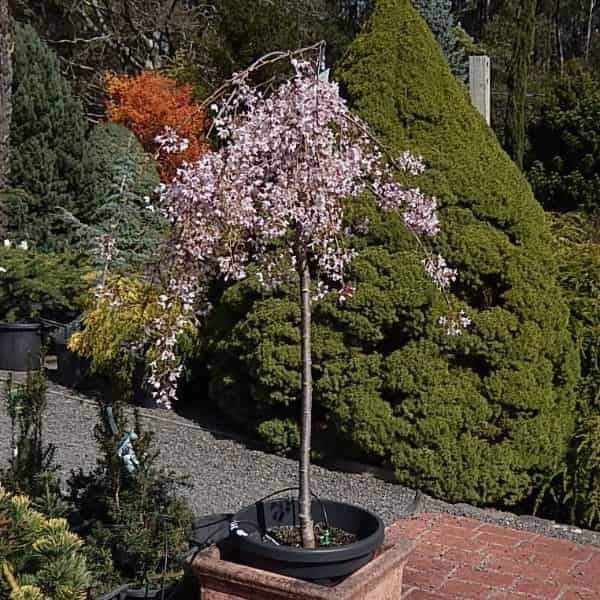 Prunus 'Pink Snow Fountain'
