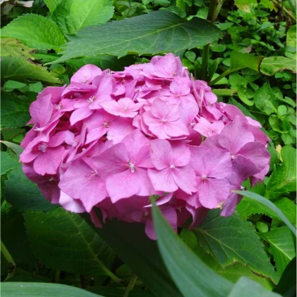 Image of Bouquet of pink hydrangea macrophylla flowers