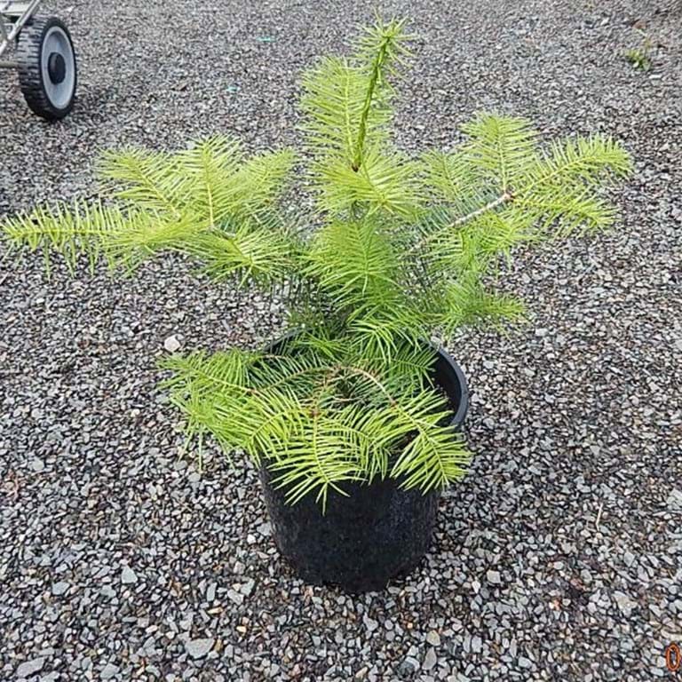 Japanese Fir (Abies firma) 9 Abies firma