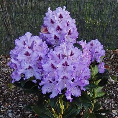 True Blue Rhododendron Rhododendron