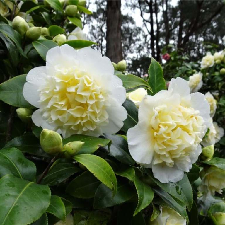 Camellia japonica Brushfield's Yellow Yellow camellia