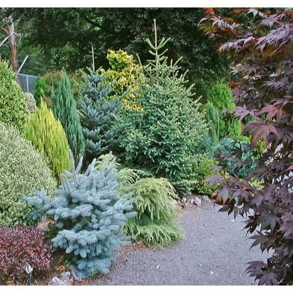 Conifers Dwarf Narrow Screening - Small Conifer Garden Ideas Conifers Dwarf Narrow Screening - Small Conifer Garden Ideas