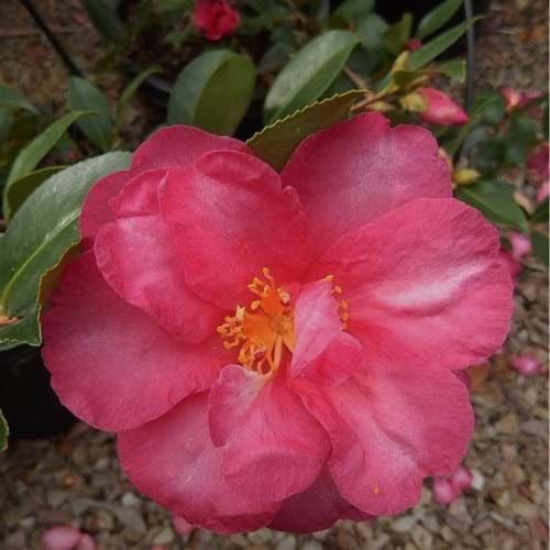 Camellia sasanqua 'Hiryu'