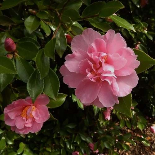 Camellia sasanqua 'Jennifer Susan'