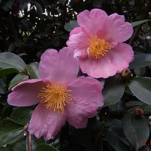 Camellia sasanqua 'Plantation Pink'