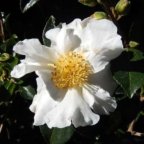 Camellia sasanqua 'Setsugekka'