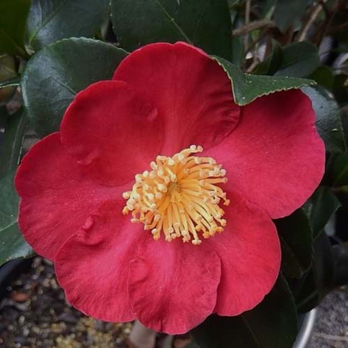 Camellia sasanqua 'Yuletide'