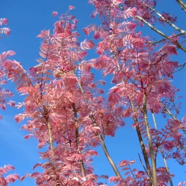 Cedrella sinensis Chinese Cedar Toona