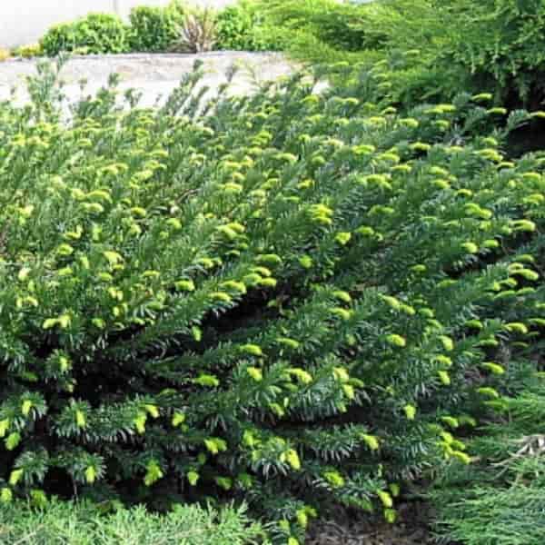 Cephalotaxus harringtonia 'Gnome'