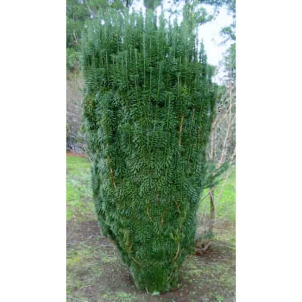 Cephalotaxus Harringtonia Fastigiata