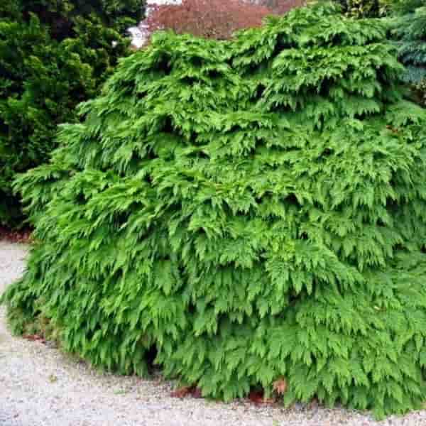 Chamaecyparis lawsoniana 'Tabuliformis'