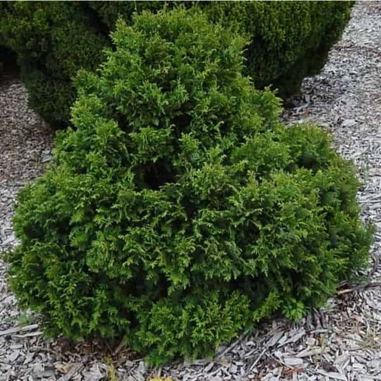 Резултат с изображение за chamaecyparis pisifera nana