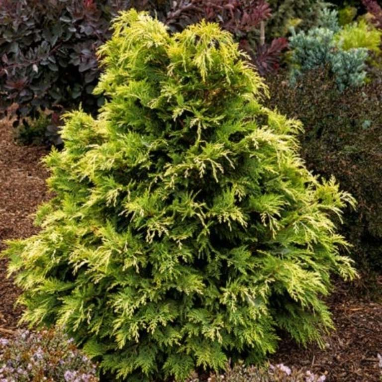 Chamaecyparis lawsoniana 'Golden Showers'