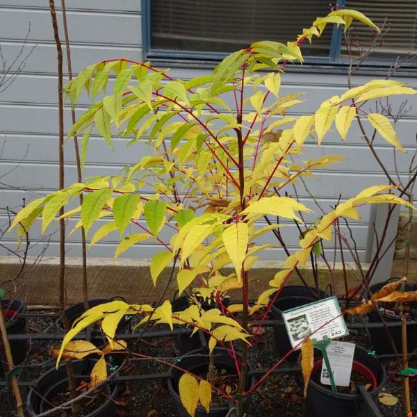 Cedrella sinensis Chinese Cedar Toona