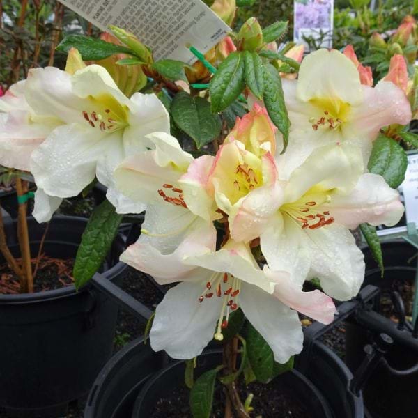Rhododendron