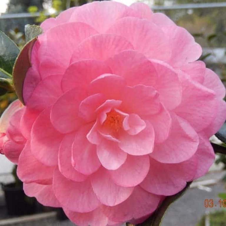 Camellia