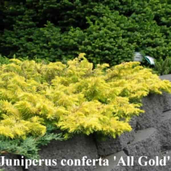 Juniperus conferta 'All Gold' | Golden Shore Juniper