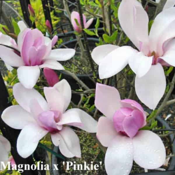Star Magnolia | Tulip Magnolia | Conifer Gardens Nursery