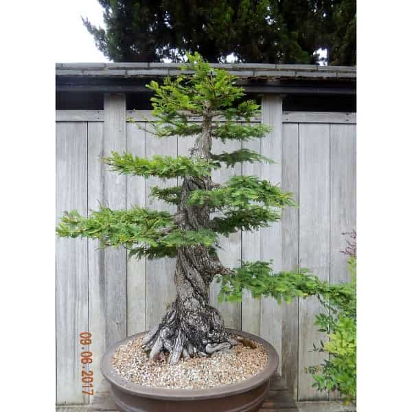 metasequoia pmd plugin