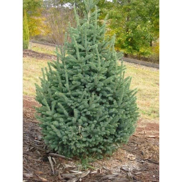 Picea glauca