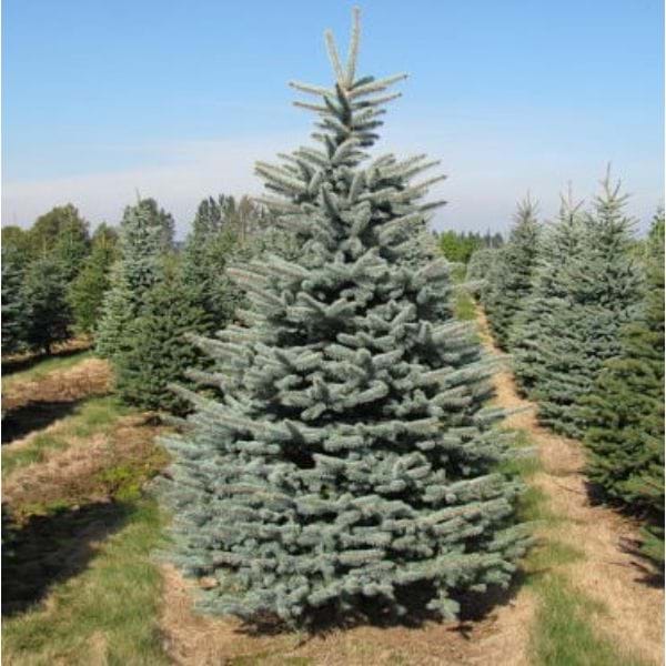 Blue Pearl Colorado Spruce (Picea) | Plants To Grow Plants