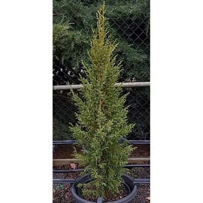 Narrow Upright Conifers | Pencil Pine | Conifer Gardens Nursery