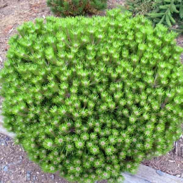 Pinus densiflora 'Low Glow' | Dwarf Japanese Red Pine