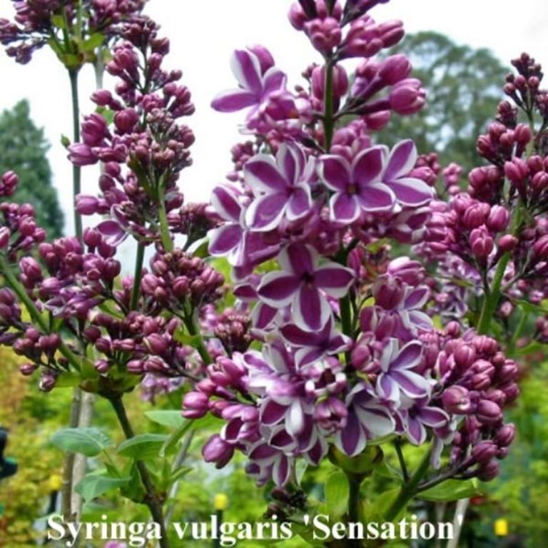 Syringa vulgaris 'Sensation