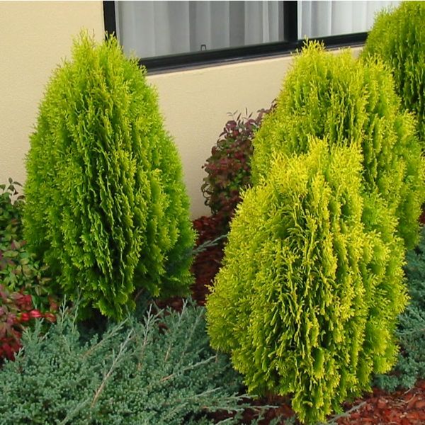 Thuja Orient Aurea Nana