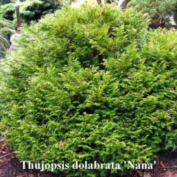 Thujopsis Dolabrata Nana () Thujopsis Dolabrata Nana