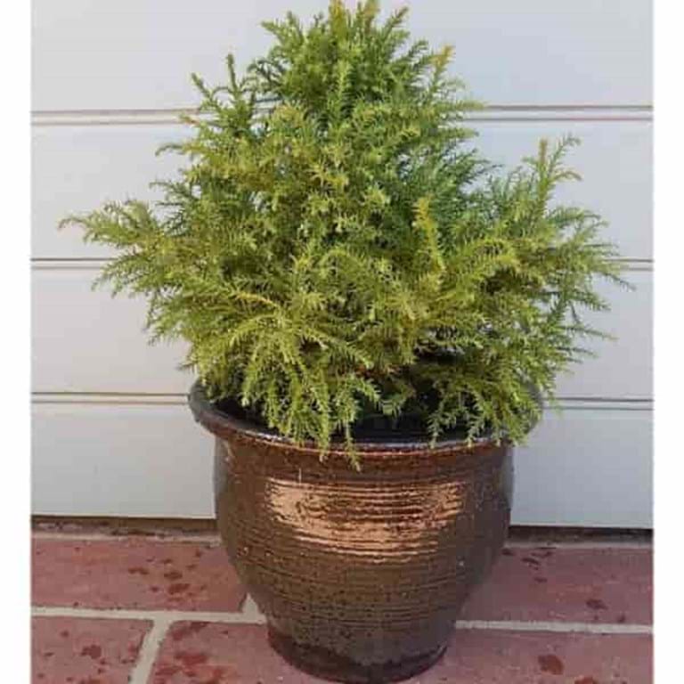 Cryptomeria japonica 'Nana'