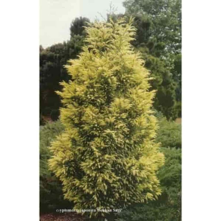 Cryptomeria Japonica Sekkan Sugi