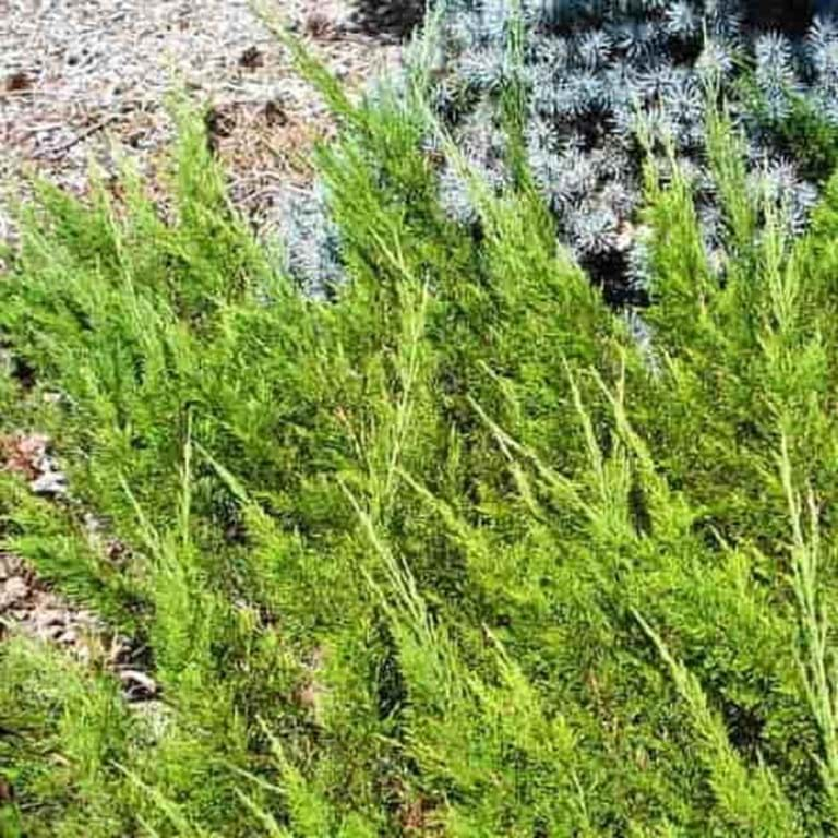 Juniperus sabina 'Buffalo'