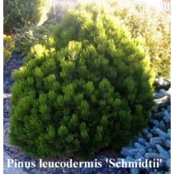 Pinus Leucodermis Schmidtii